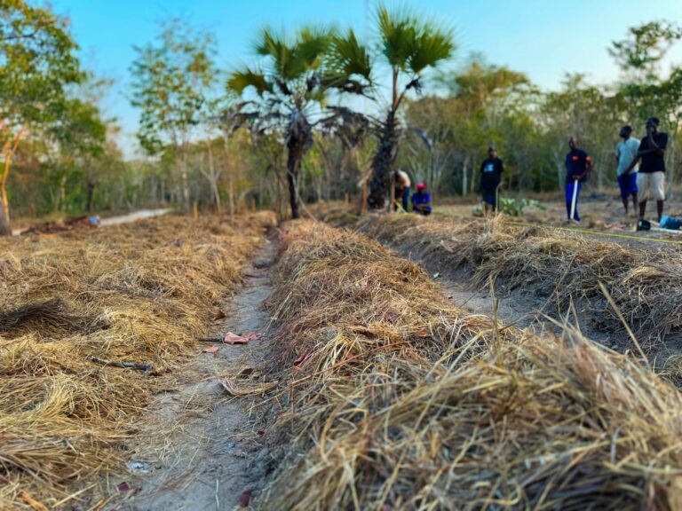 Mulched agroforestry beds established by the 3R project in Cheringoma