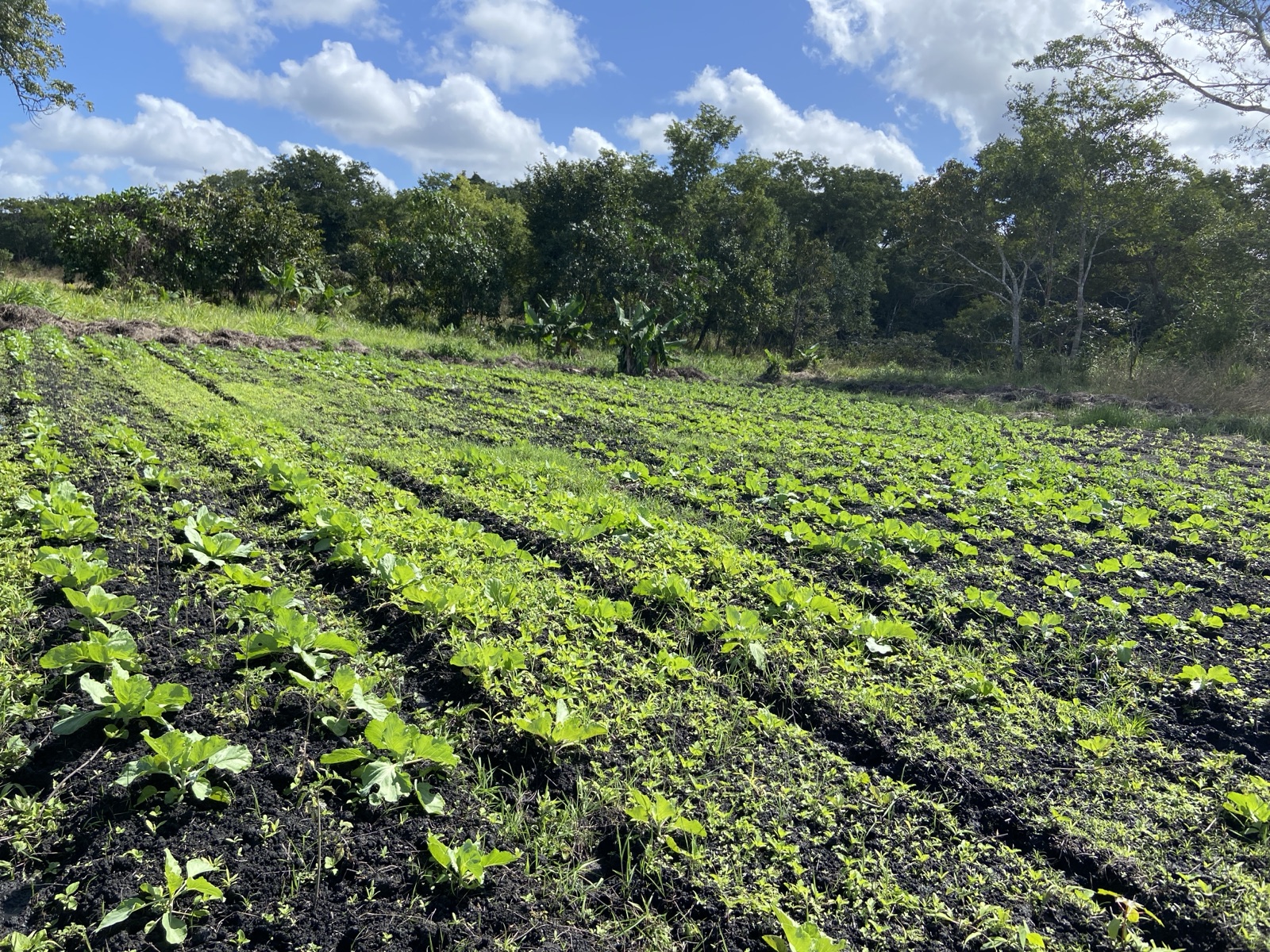 A community vegetable field growing lettuce and other crops in Maciamboza, Cheringoma